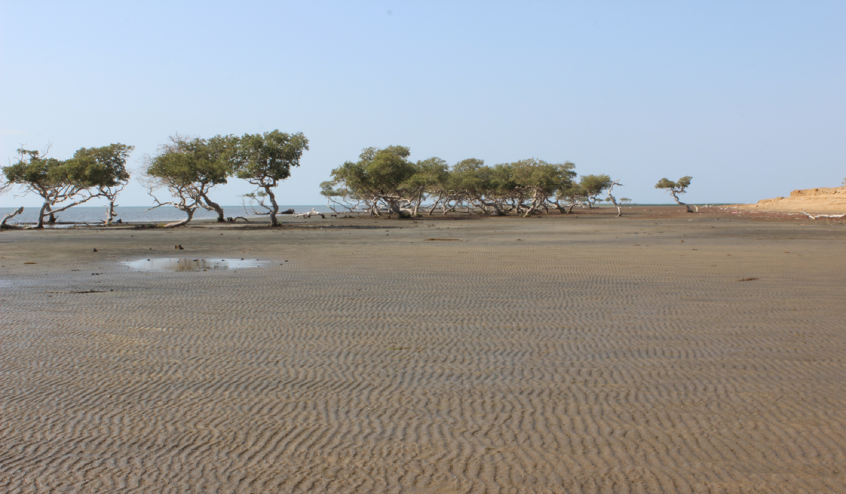 Mangrove Trees