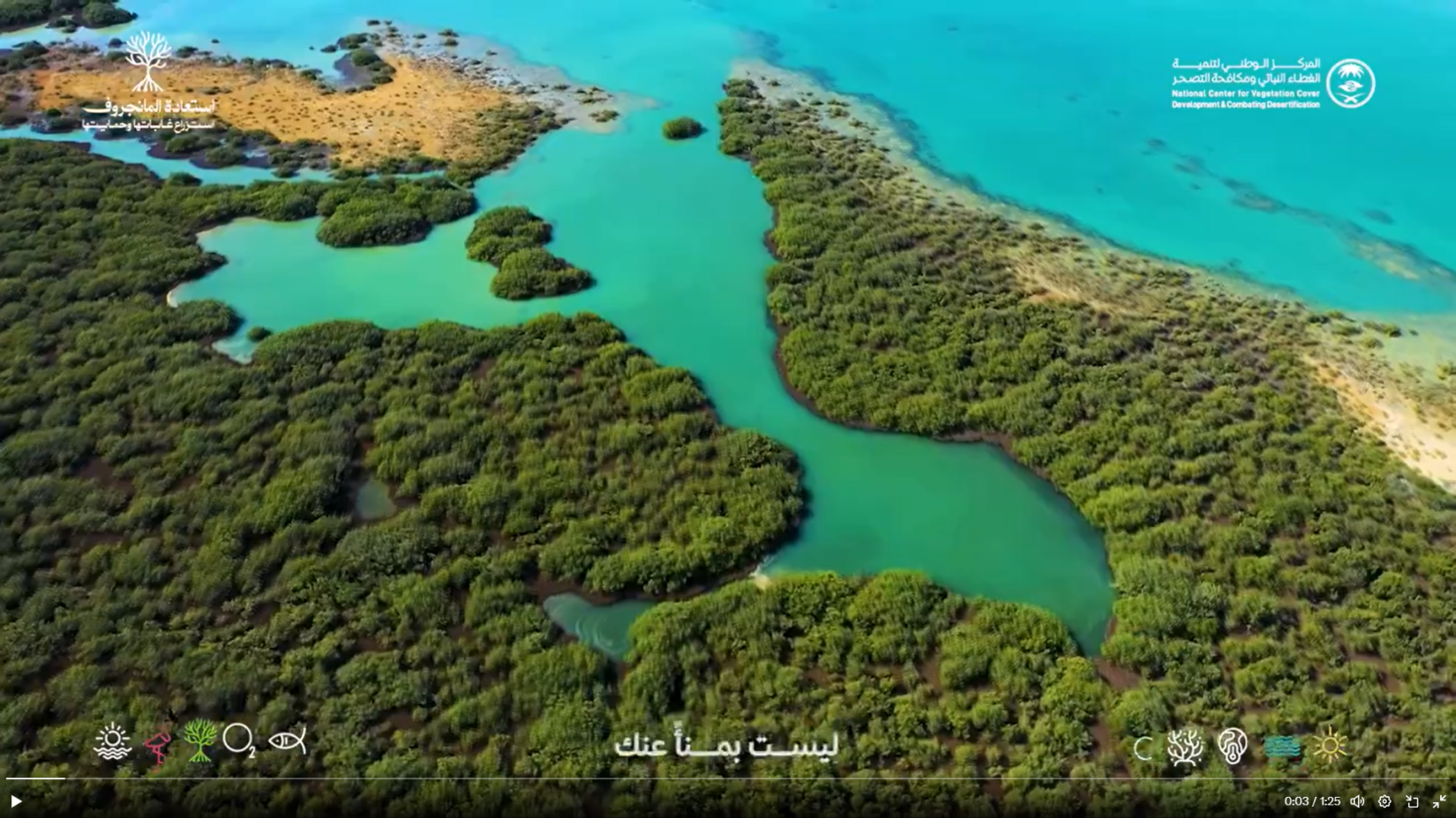 Aerial photo of mangrove forest