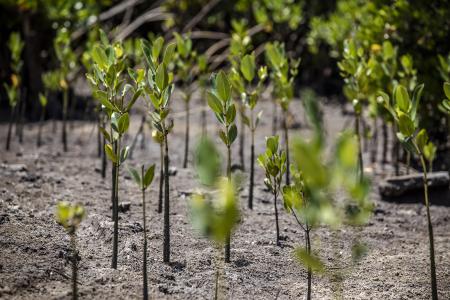 Mangrove tree growing