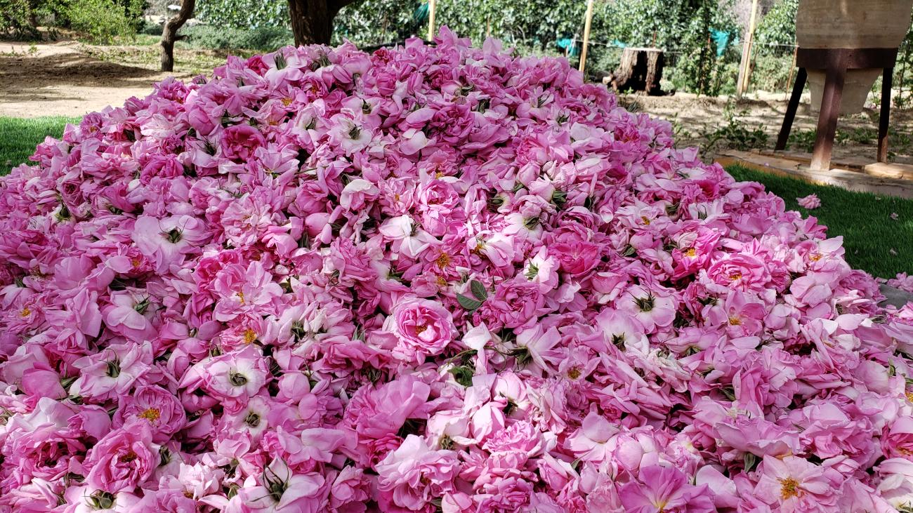 Roses from Taif