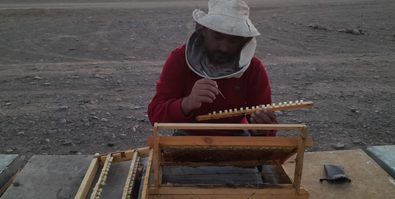 Saudi beekeeper showcasing the innovative beekeeping to help protect Saudi Arabia's indigenous bee race