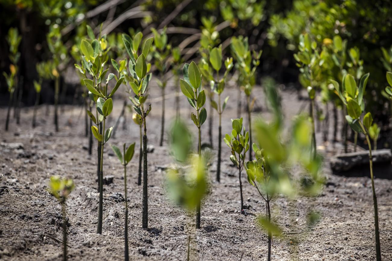 Mangrove tree growing