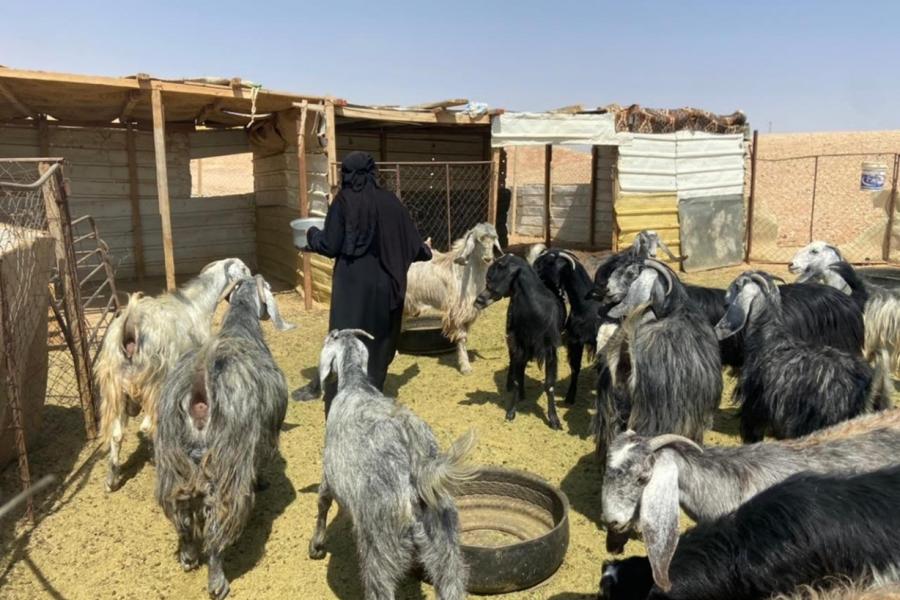مربية ماشية برفقة قطيع الماعز