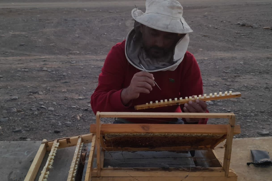 Saudi beekeeper showcasing the innovative beekeeping to help protect Saudi Arabia's indigenous bee race