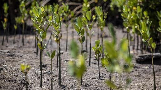 Mangrove tree growing